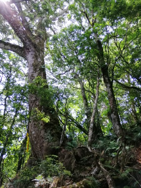 花蓮秀林~巨木森林。#86小百岳卡拉寶山1035551