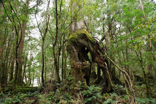 宜蘭 大同 見晴山2890629