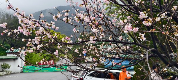 陽明山趴趴走 - 賞櫻花 3/72729250
