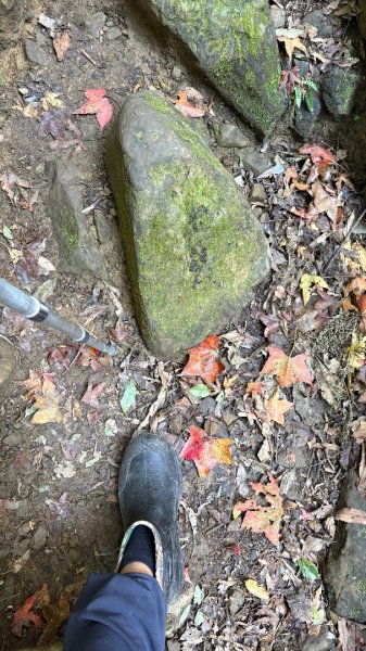 山毛櫸「最後一舞」2955260