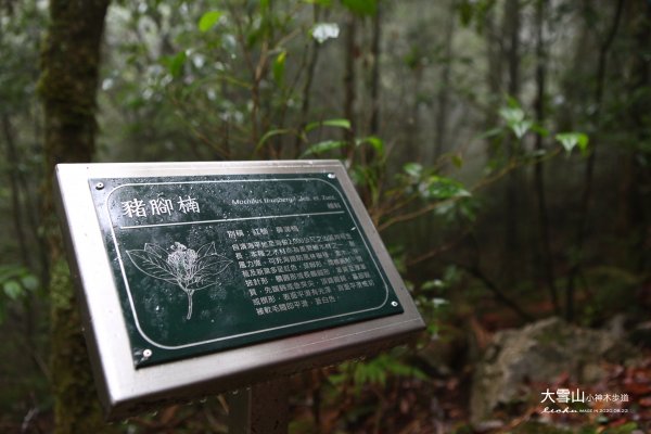 大雪山小神木步道1103068