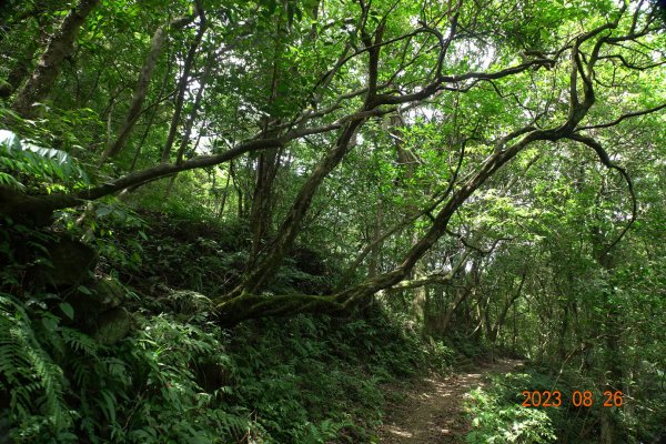 基隆 頂寮山、龍門山、五分山、頂子寮山2265987