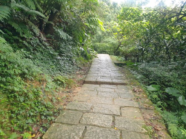 臺北大縱走第六段1516079