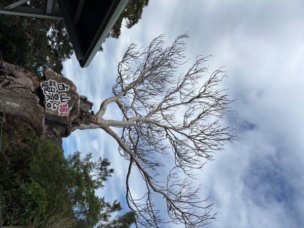 觀音山小木馬探路2703457