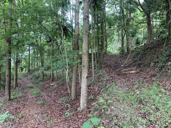 20240525高雄番子寮山-番子寮山主峰2517805