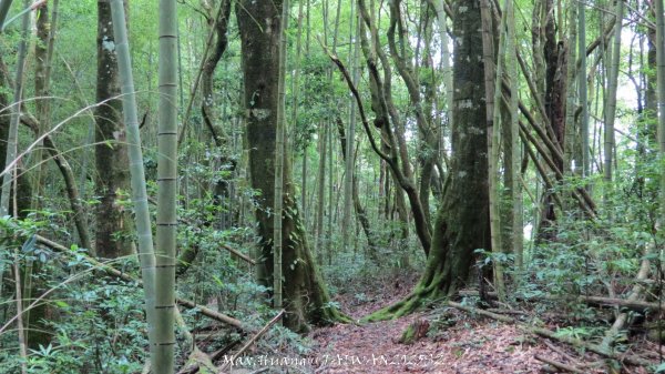 《雲林》望好望角｜石壁山嘉南雲峰步道(中側登山口）202506072805490