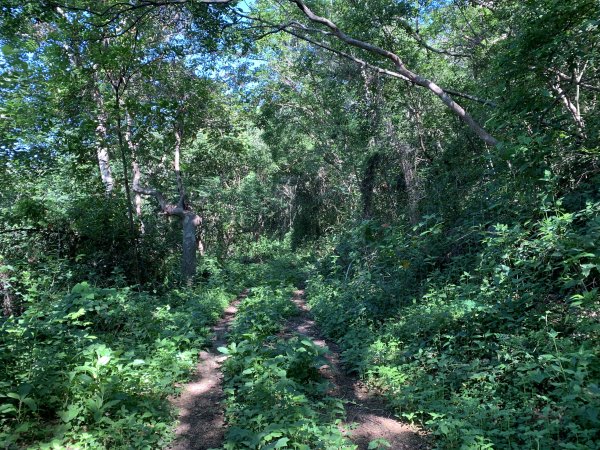 20240706屏東三地山西南峰2546720