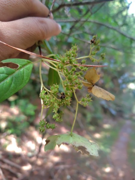 巒安堂、西巒大山2931650