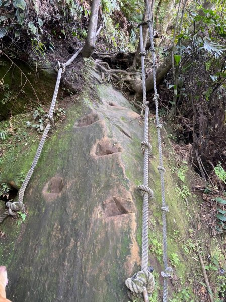 胖米奶狗狗卡白雞山1559852