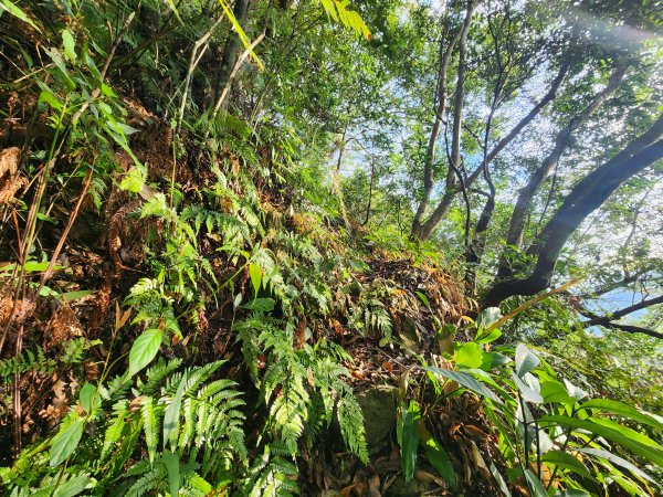 20251214石牛山柑坪山新柑坪山牛背岩2972726