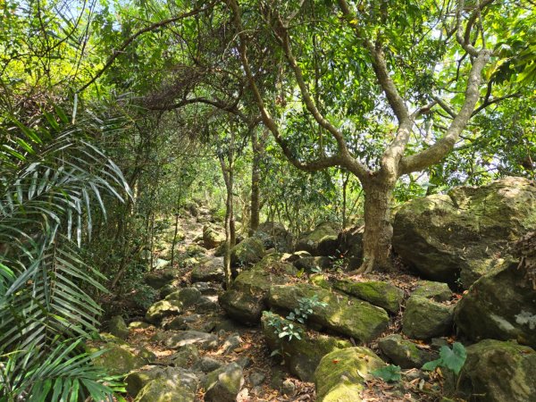 龍麟山步道2748679