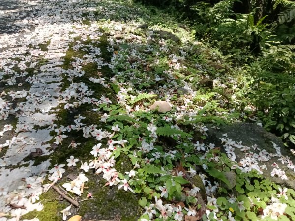 汐止區夢湖秘境桐花夢幻2773499