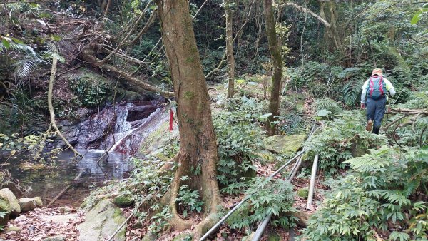 楓樹湖古道登面天北稜上面天山2782207