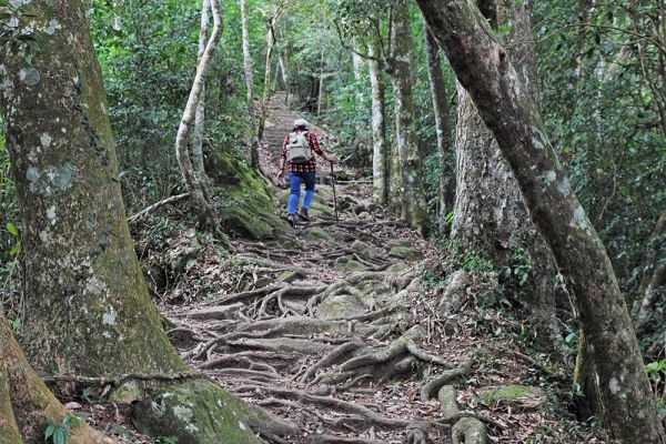 馬那邦山(珠湖線來回)375053