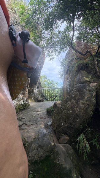 石壁上的花3111019