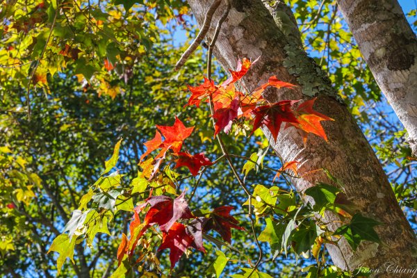 [苗栗]馬那邦山2355171