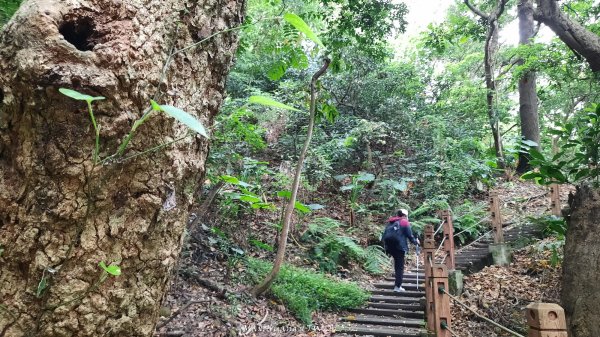 《彰化》古意人文｜員林18觀音O繞大峰巷挑水古道202504122759450