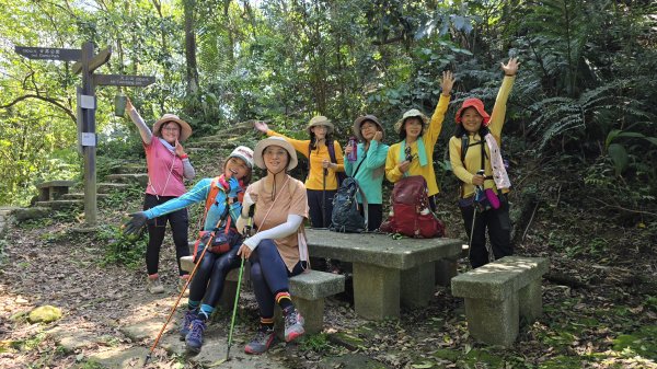 2025桐花大爆發，台灣最大的賞桐花景點，土城桐花公園、天上山及火焰山的桐花大爆發2776452