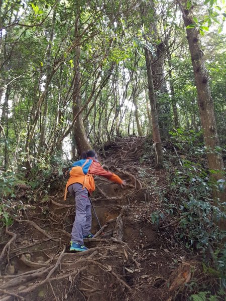 嶺頭山+金柑樹山+忘憂森林874615