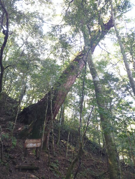 2026.01.03－鎮西堡B區神木群2981151