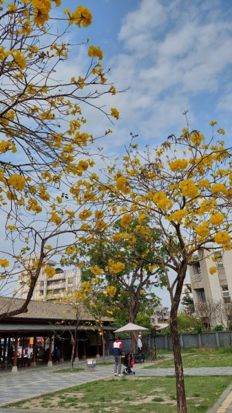 療癒森呼吸，阿里山三日行2764439
