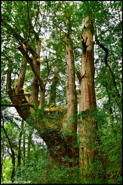 千年的對話~鎮西堡巨木森林 B區234496