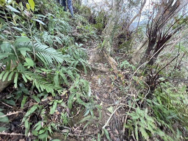 坪林烏窟子山2685881