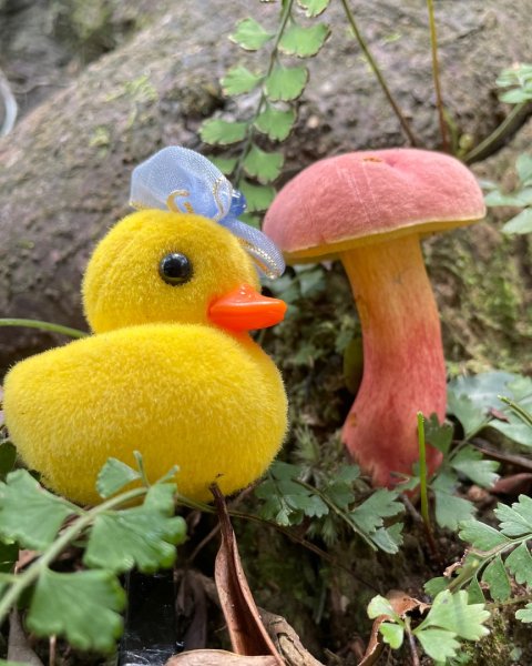 山野中的小精靈🧚‍♂️2843311