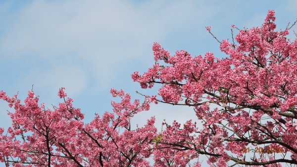 追花是簡單的快樂，賞花是恬淡的幸福 2809514