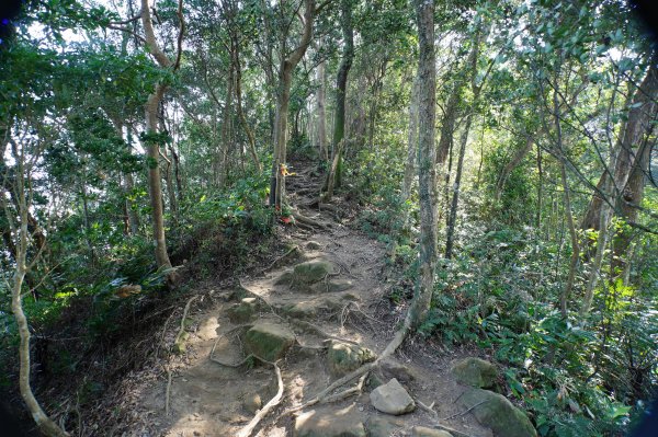 新竹 關西 蓬萊仙島山、石牛山、油井窩山、福大山2982393