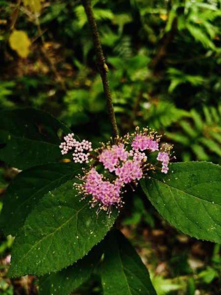 大橫屏山上的油桐花1700858