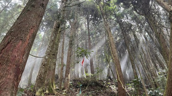 米堤香蕉園-鳳凰山-鳳凰南峰（台寅山） -金柑樹山-金柑樹山西北峰-領頭山東峰-忘憂森林2551815