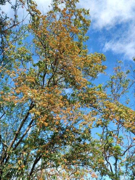 【台中和平】大雪山啞口觀景台步道2933091