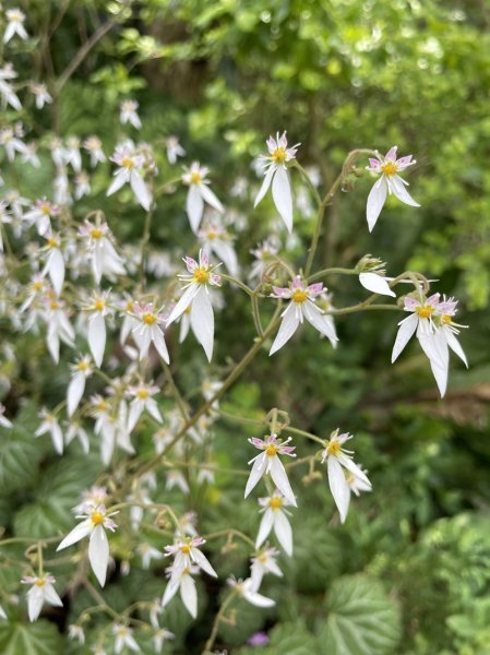 魚猴13連峰2757350