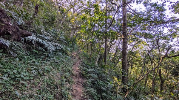 清修宮,鵲子山,跑馬古道2394404