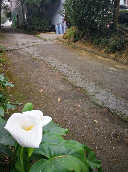 20190105雲霧中的大崙山武岫農圃524379