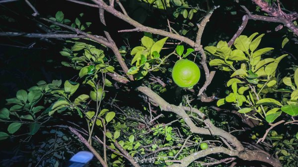 三汀山百萬夜景2849756