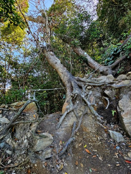 白毛山-谷關七雄(老六)3015213