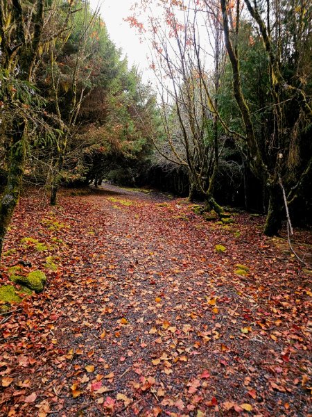 台灣難抵極與祝山觀日步道(小笠原山) - 2024嘉遊好步道．來嘉走走2670129
