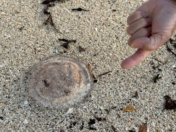 Norway 北極圈內Tromso的Sommarøy島2917699