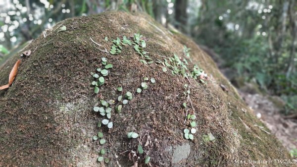 《台中》酒桶黑山｜暗影山登山(北稜線）202312242385780