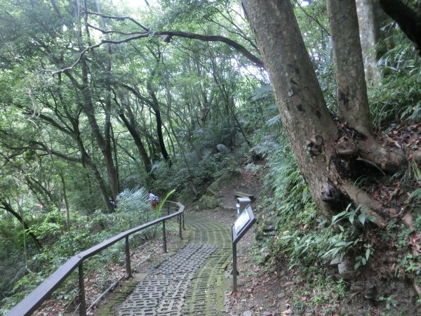 拉拉山神木群．巴陵古道620895