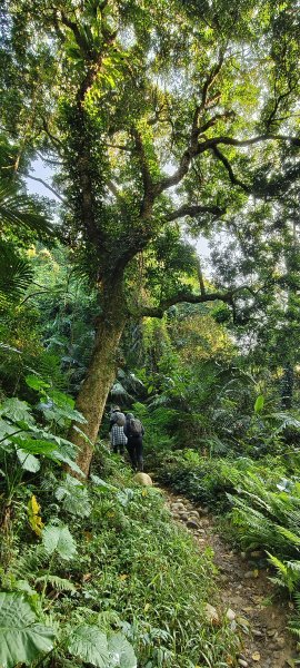 2024/12/28-蓮華山古道群：飛龍步道、進香古道、採茶古道、載熙古道2678884
