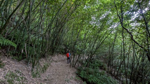114.06.28內平林山-番子坑山-平湖森林遊樂區之O型2824278