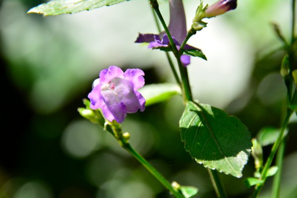 草嶺古道 桃源谷 芒花季1508979