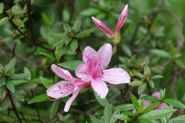 臺北植物園．孫運璿紀念館1300806