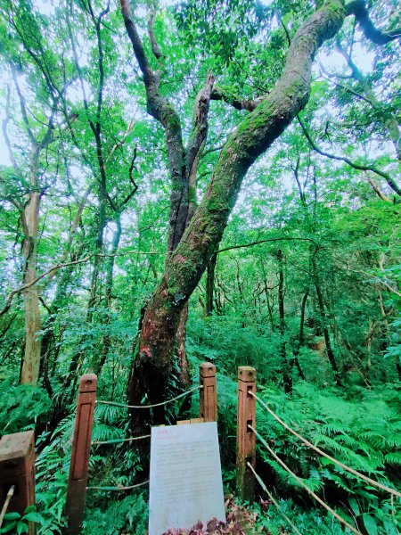 獅仔頭山隘勇線、獅仔頭三角點、串粽尖三角點、獅腰古道 O 型1736919