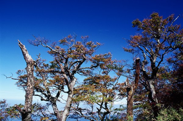 北插天山 - 金黃山毛櫸饗宴(民國93,94,95年)1943700