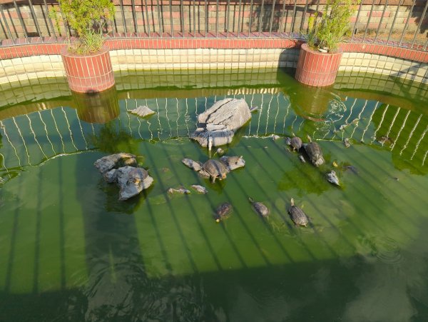 2025.08.24－霄裡好風光：霄裡~忠貞新村2868614