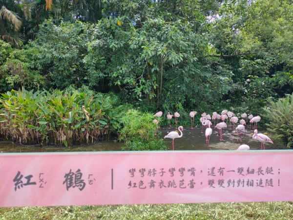 ［2023 健康大穀東］（30）：［台北市立動物園］（2023/9/5）2273460